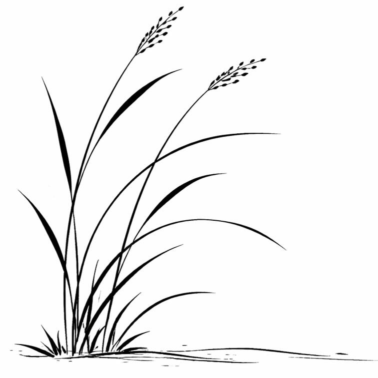 Minimalist black ink drawing of tall flowing grass blades in a Zen brush style, with simple curved lines on a white background, conveying stillness, openness, and quiet simplicity.